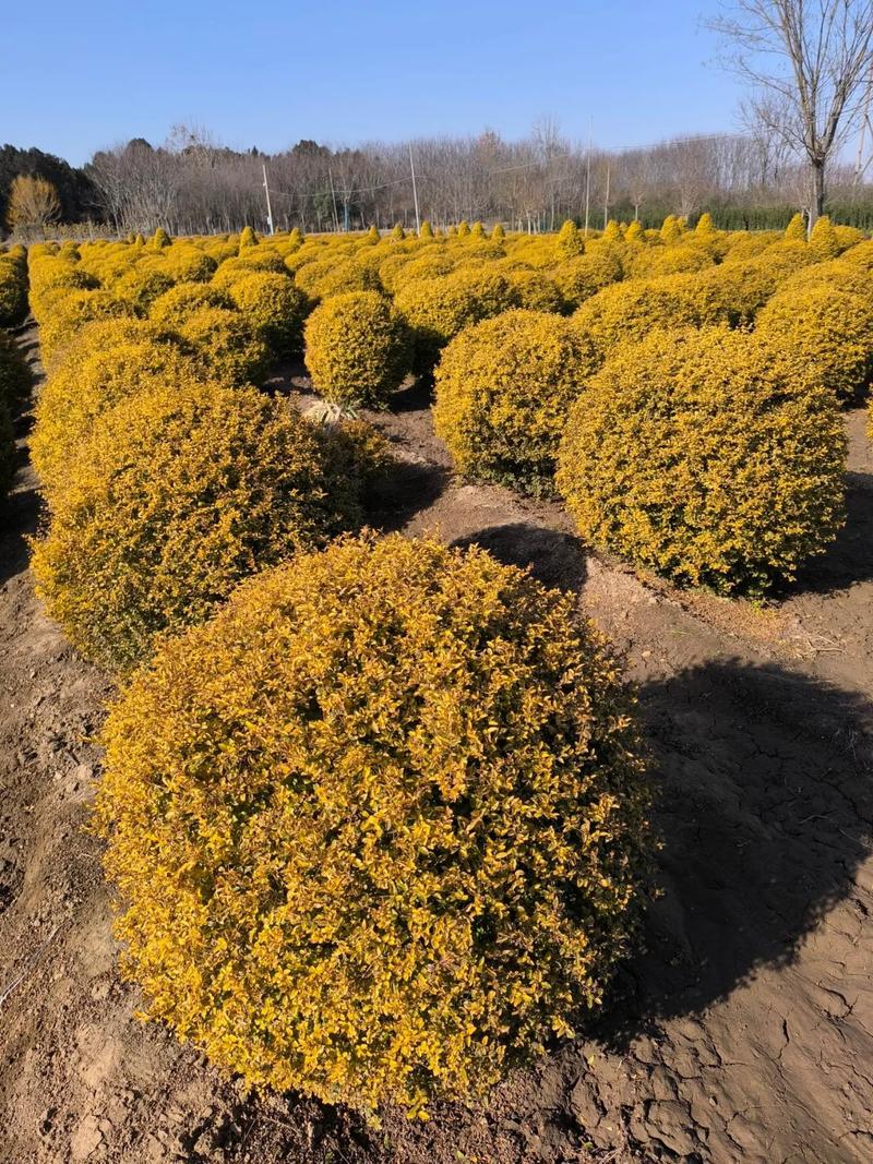 冬日暖陽,苗圃美景#種植基地 #花卉基地 #種植基地 - 抖音